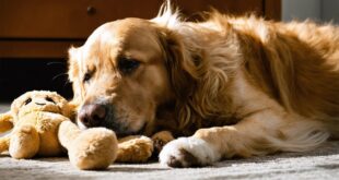 dogs experience rem sleep